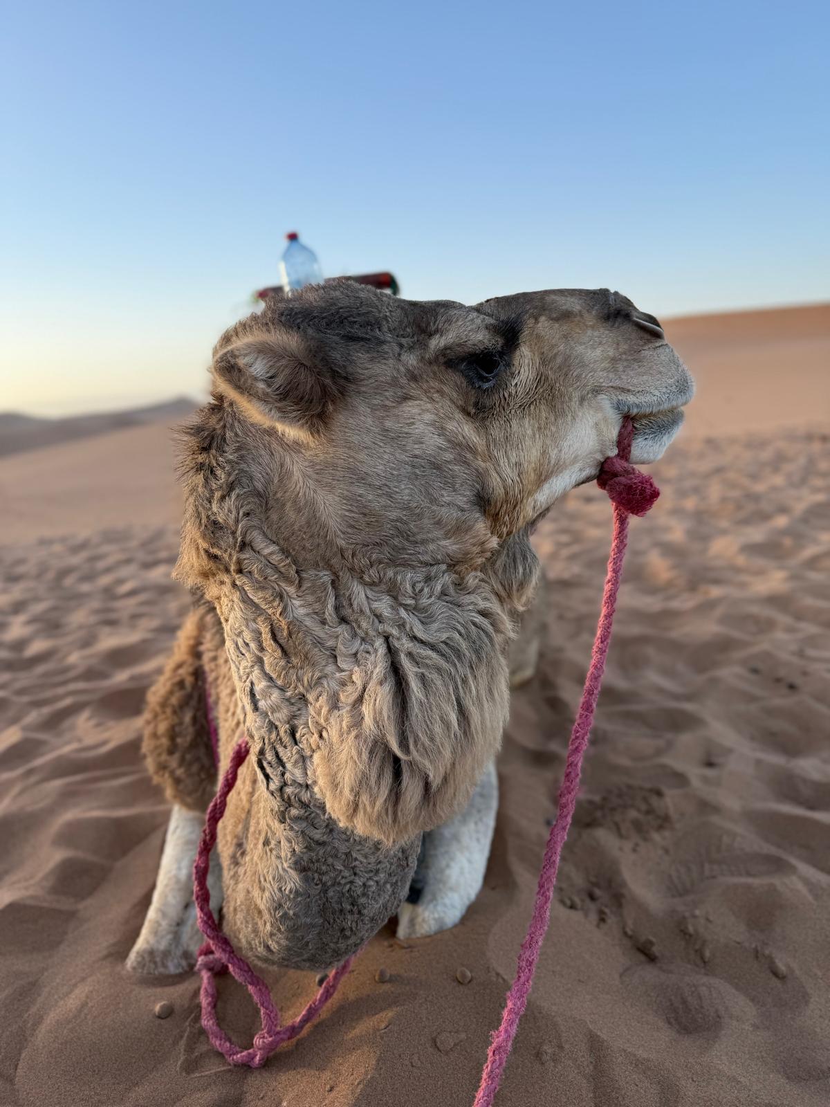 3-day Erg Chigaga desert tour from Marrakech